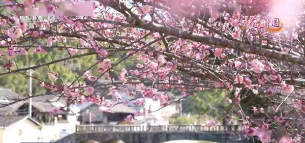 福建南靖：梅花竞相放 土楼幽香飘