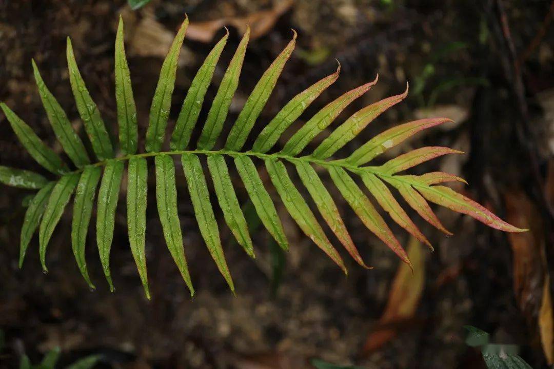乌毛蕨_孢子囊_叶子_植物人
