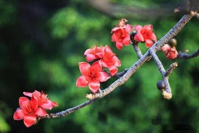 大写意木棉花图片图片