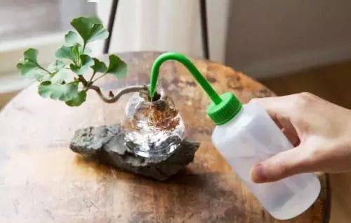 从选材到造型,再到养护管理,手把手教你银杏盆景的制作诀窍