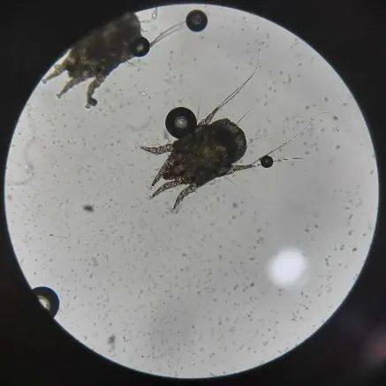 《中国伴侣动物寄生虫地图-兽医快讯》-耳螨