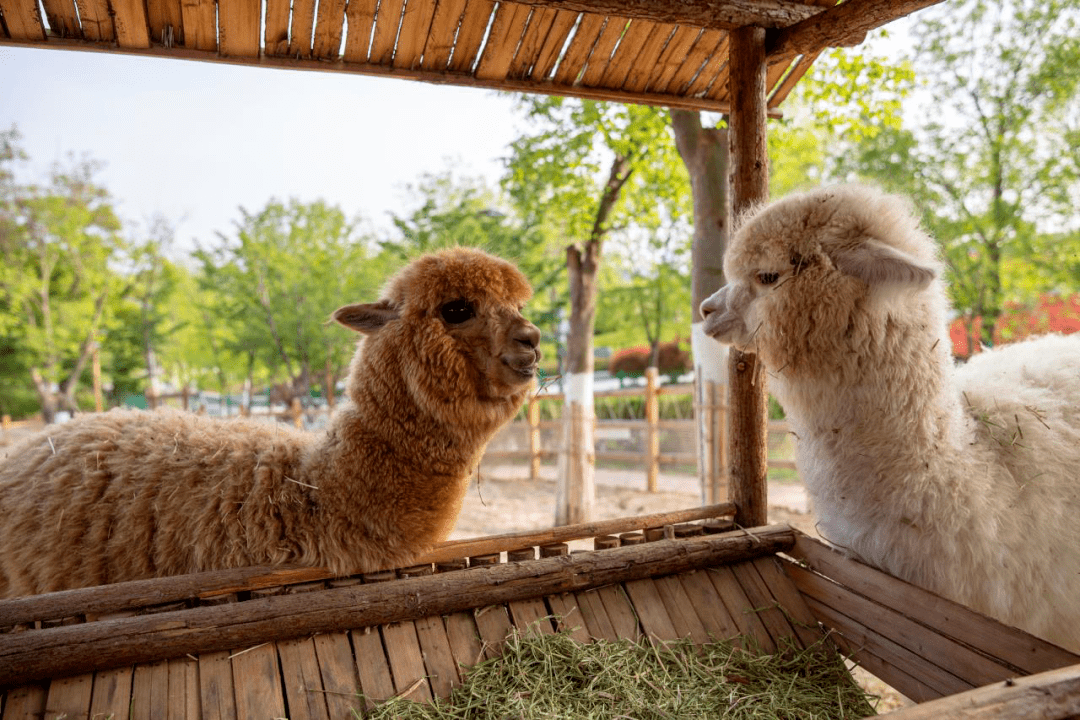 到世博园萌宠世界看"小可爱"