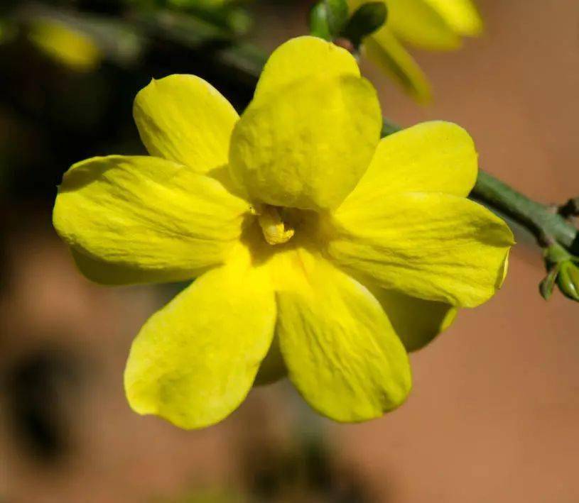 送你一朵迎春花_侵权_花后_图片