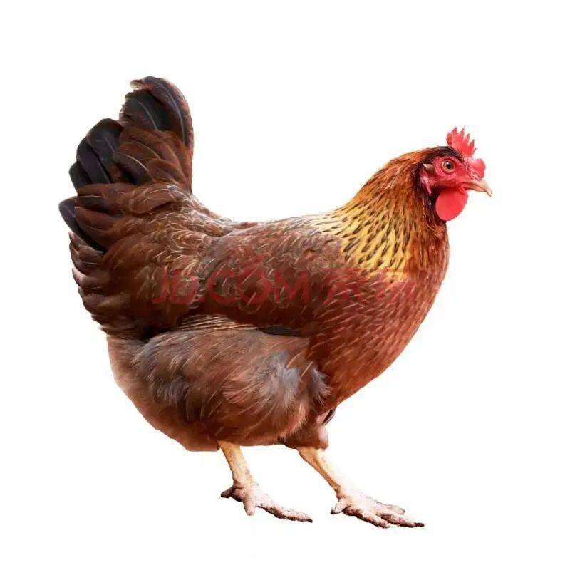 99元/人两日一夜含吃住,打卡古龙峡,送90只鸡蛋 大巴往返_天门_黄腾峡