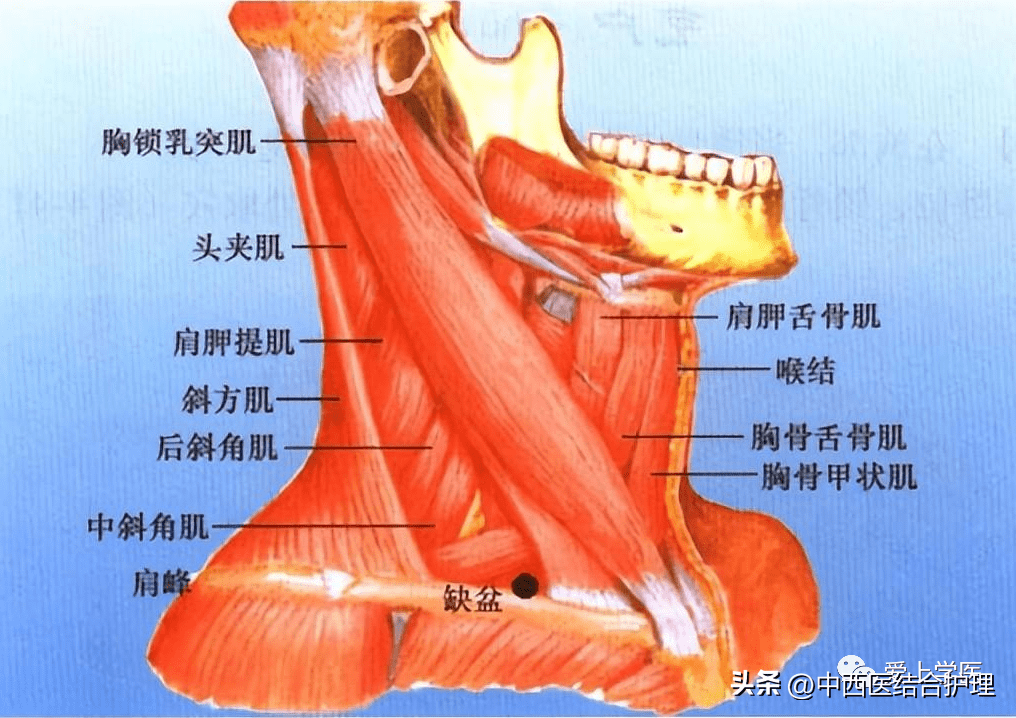 【穴位解剖】皮肤→皮下组织→颈阔肌→气管前筋膜→臂丛.