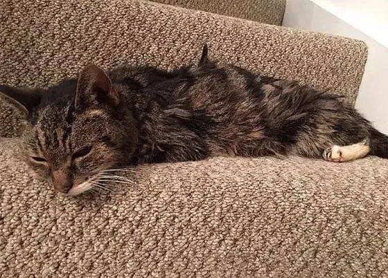 6年前走失的19岁老猫在平安夜回家，主人自己都不敢相信！