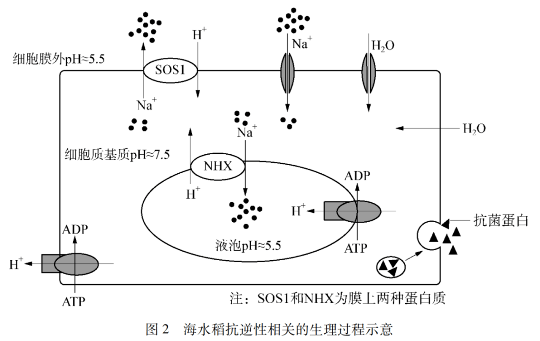 海水稻培育过程原理图片