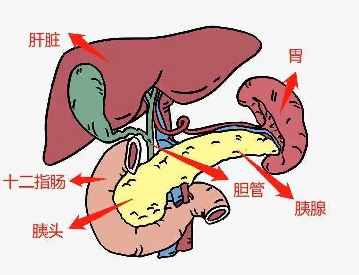 胰腺与胃的位置关系图图片