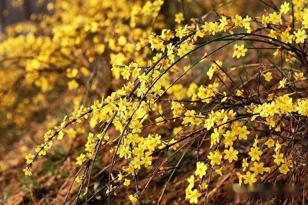 花黄色,枝条细长,花开时满枝金黄,是春天开花最早的花卉,故名迎春