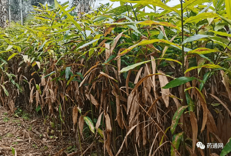 砂仁图片植株图片