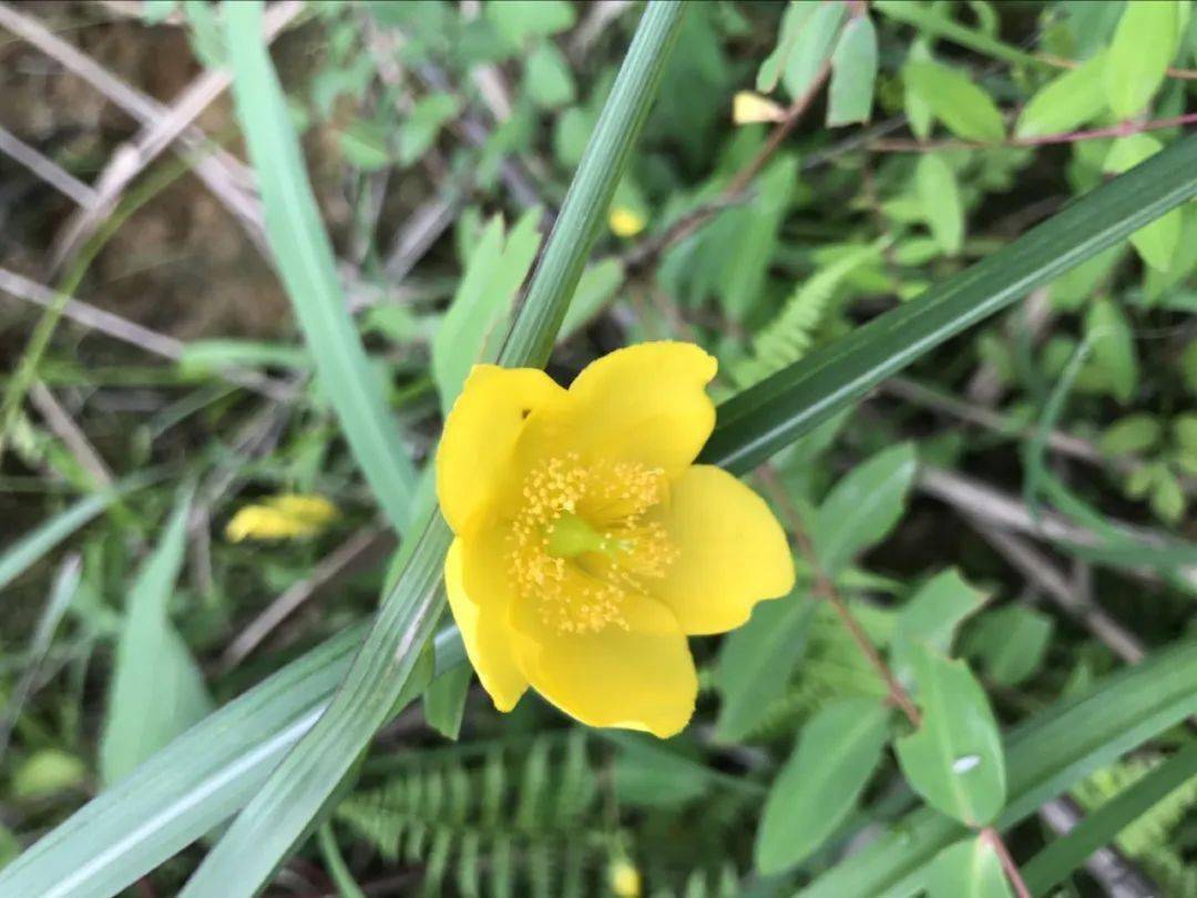 入药为根及全草,也就是中药名称五气朝阳草,又名追风七,见肿消,追风草