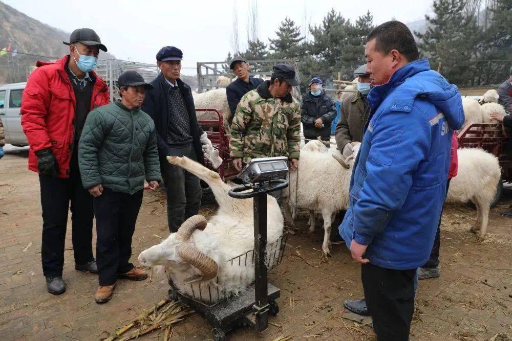 常年收羊图片图片