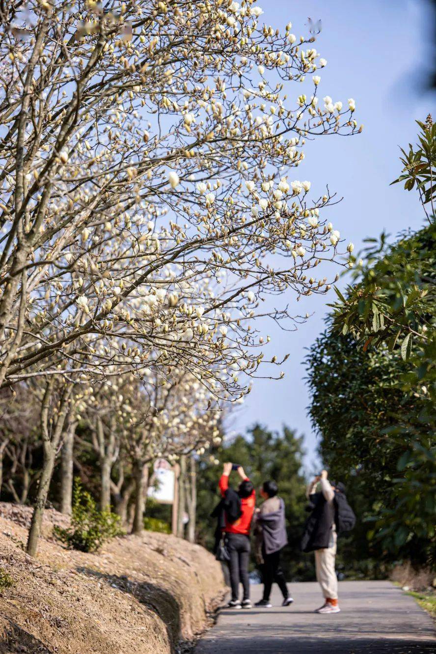 奉化长岭村玉兰花图片