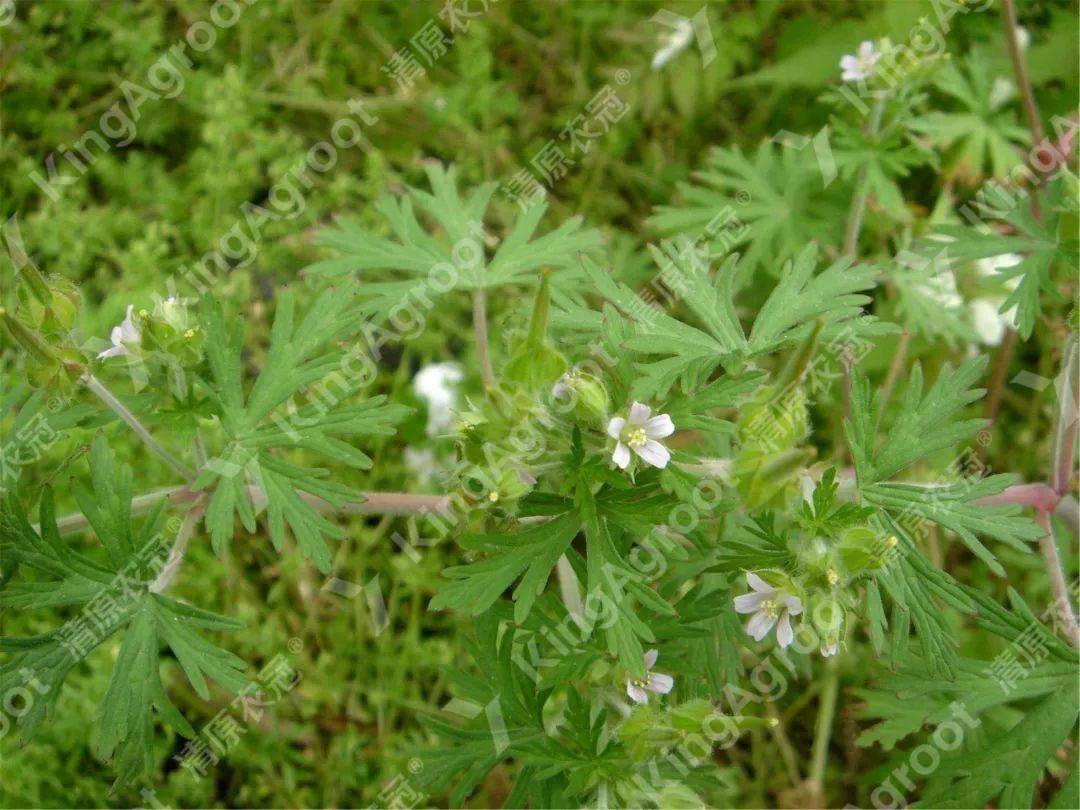 高清版麦田常见杂草图谱(建议收藏)_禾本科_麦娘_招聘