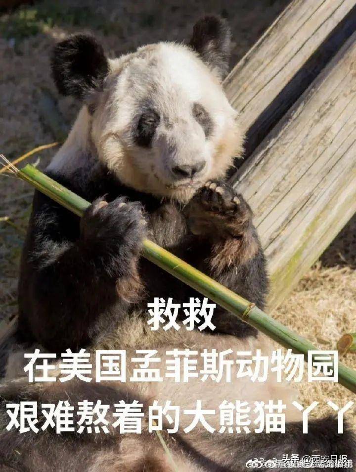 热搜沸了！旅美20年，被曝瘦骨嶙峋，网友呼吁提早接大熊猫丫丫回国：“对峙住啊，接你回家！”