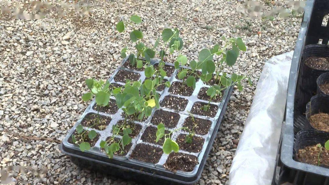 坐过神舟十四号载人飞船的洋紫荆种子发芽了!_移植_选育_小苗