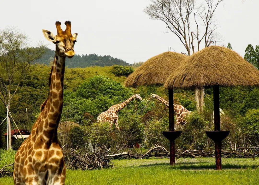 火爆抖音的长颈鹿庄园—国内首家长颈鹿互动式乐园_湿地_餐厅_动物