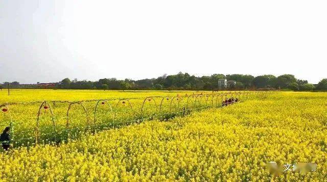 「耒阳油菜花攻略」来了!一大波美图来袭!