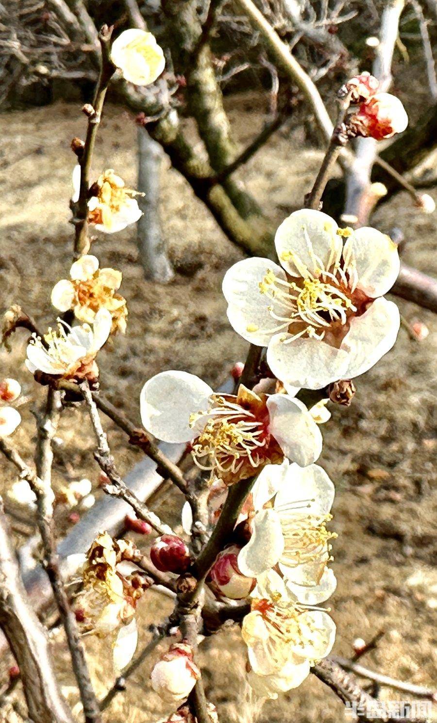 級景區,三面環山,一面臨水,佔地800多畝,共有230多個品種2萬餘株梅花