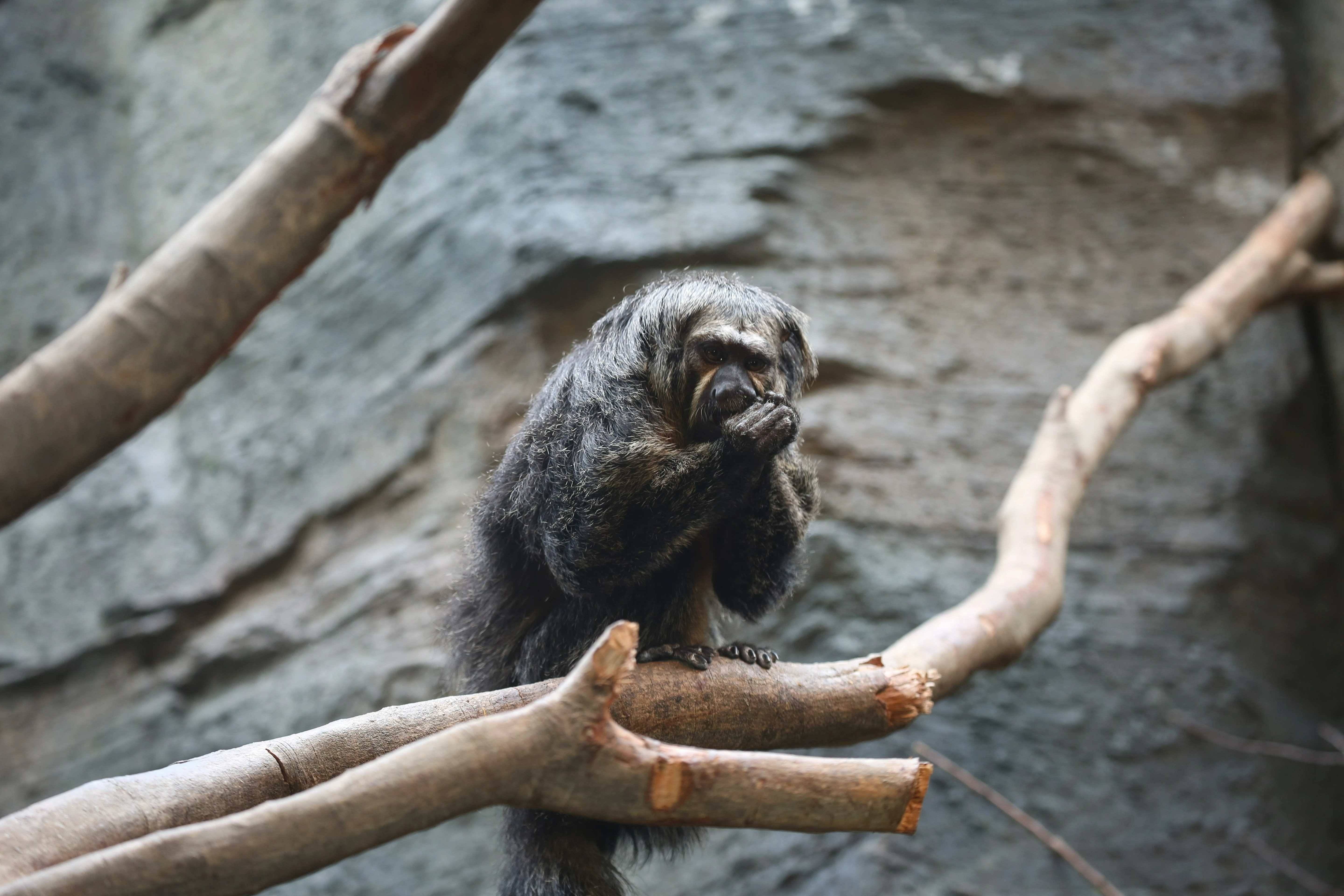 南京白面僧面猴被称"长相炸裂",动物园:它很乖巧,是一个社恐_杜杜