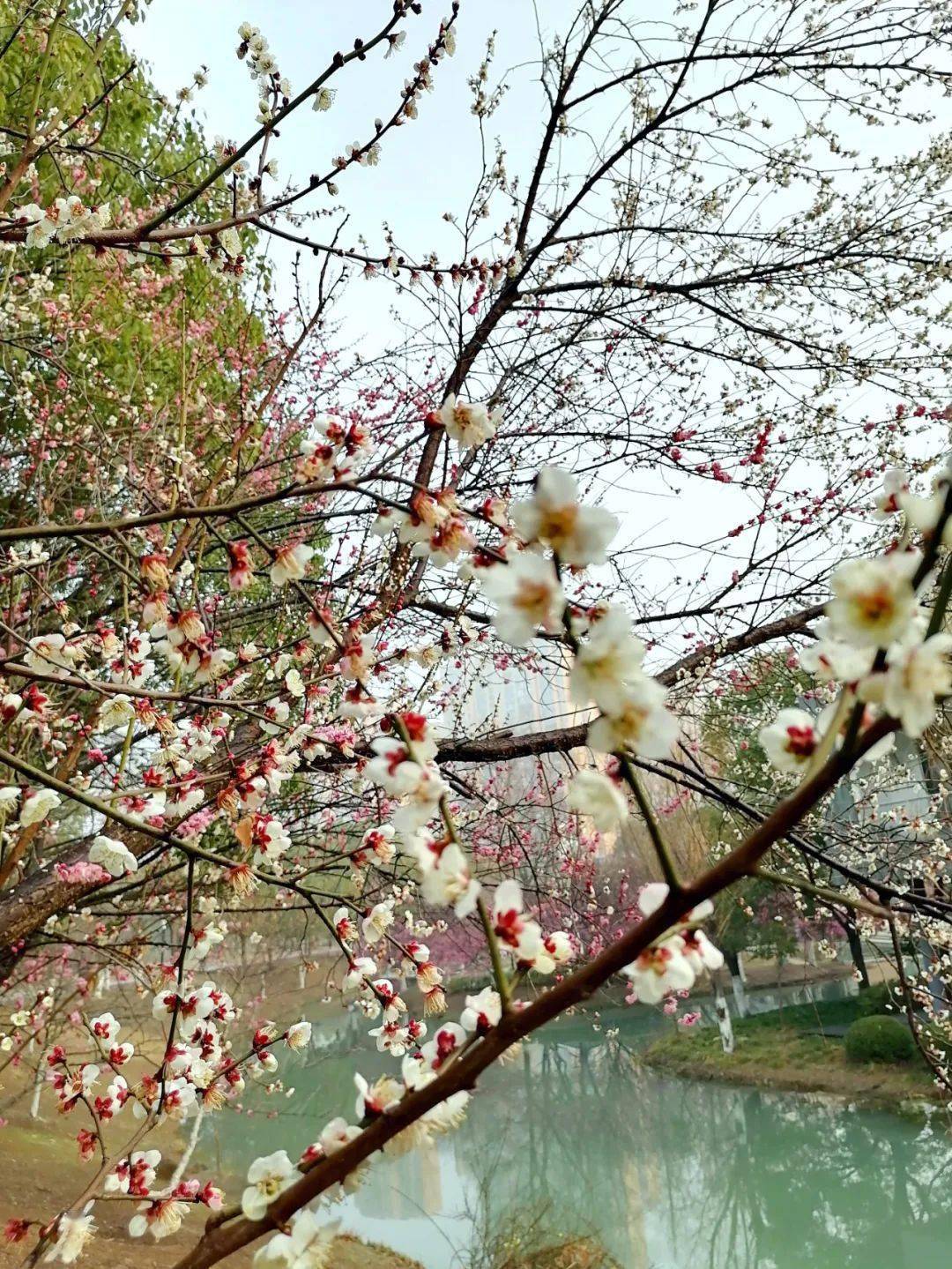 春日爛漫,請收下京山這份小