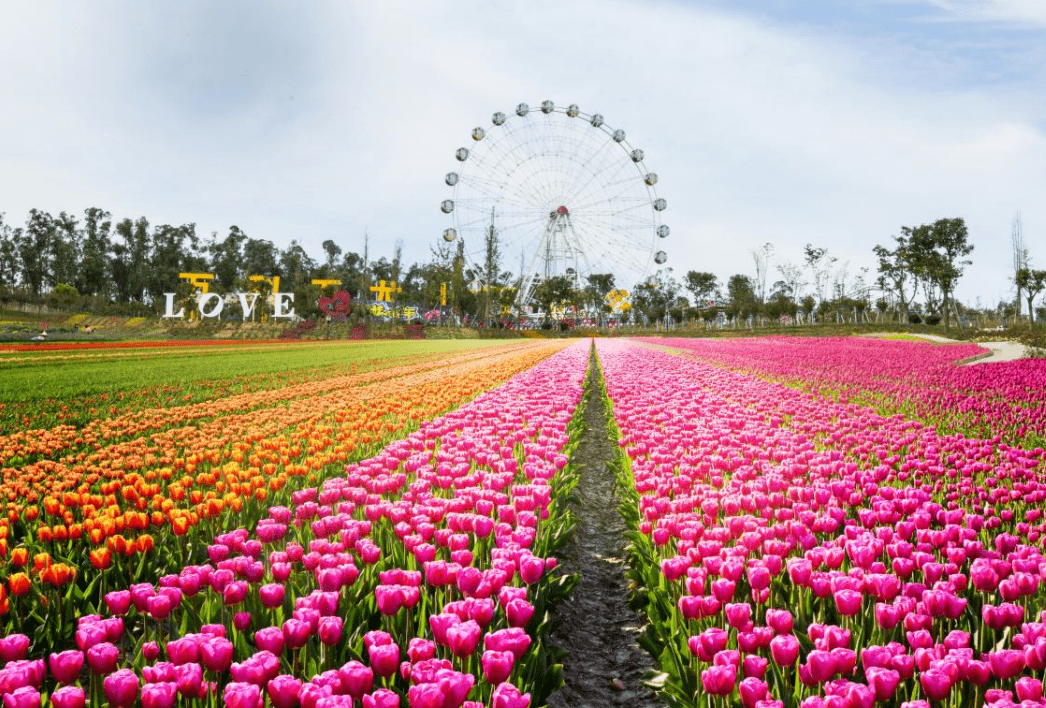 成都郁金香盛开中,10000 亩花海巨好拍!