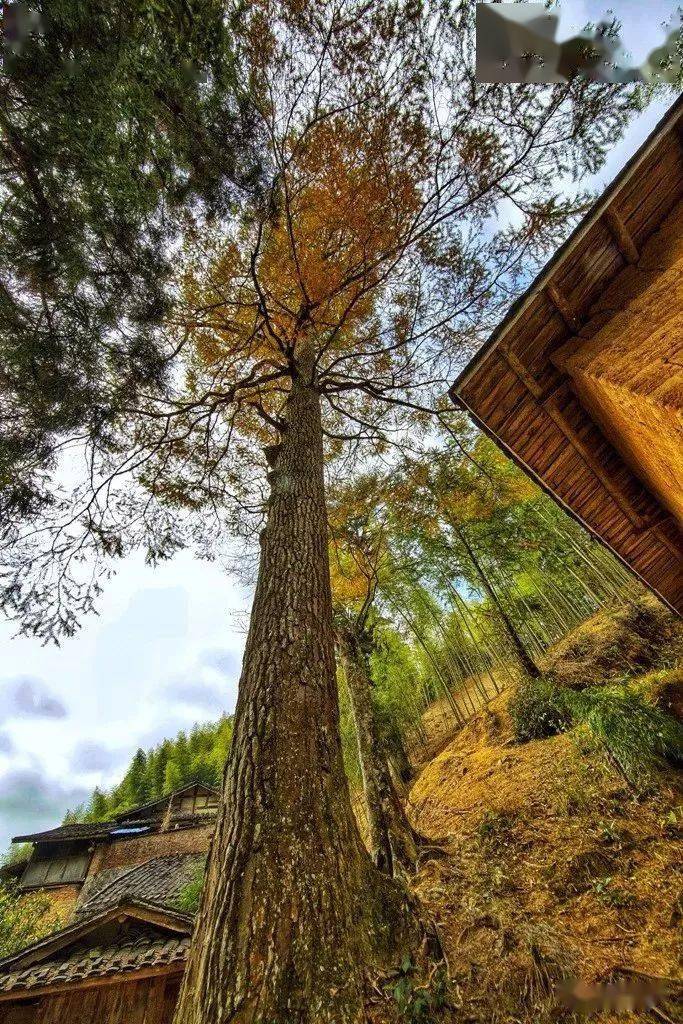 安溪县大坪乡有一棵树入选第五批"福建树王"!_位置_胸围_闽楠