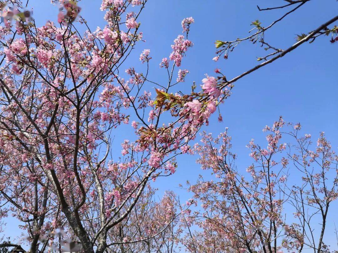 同安白交祠的大片樱花火热绽放正是踏青