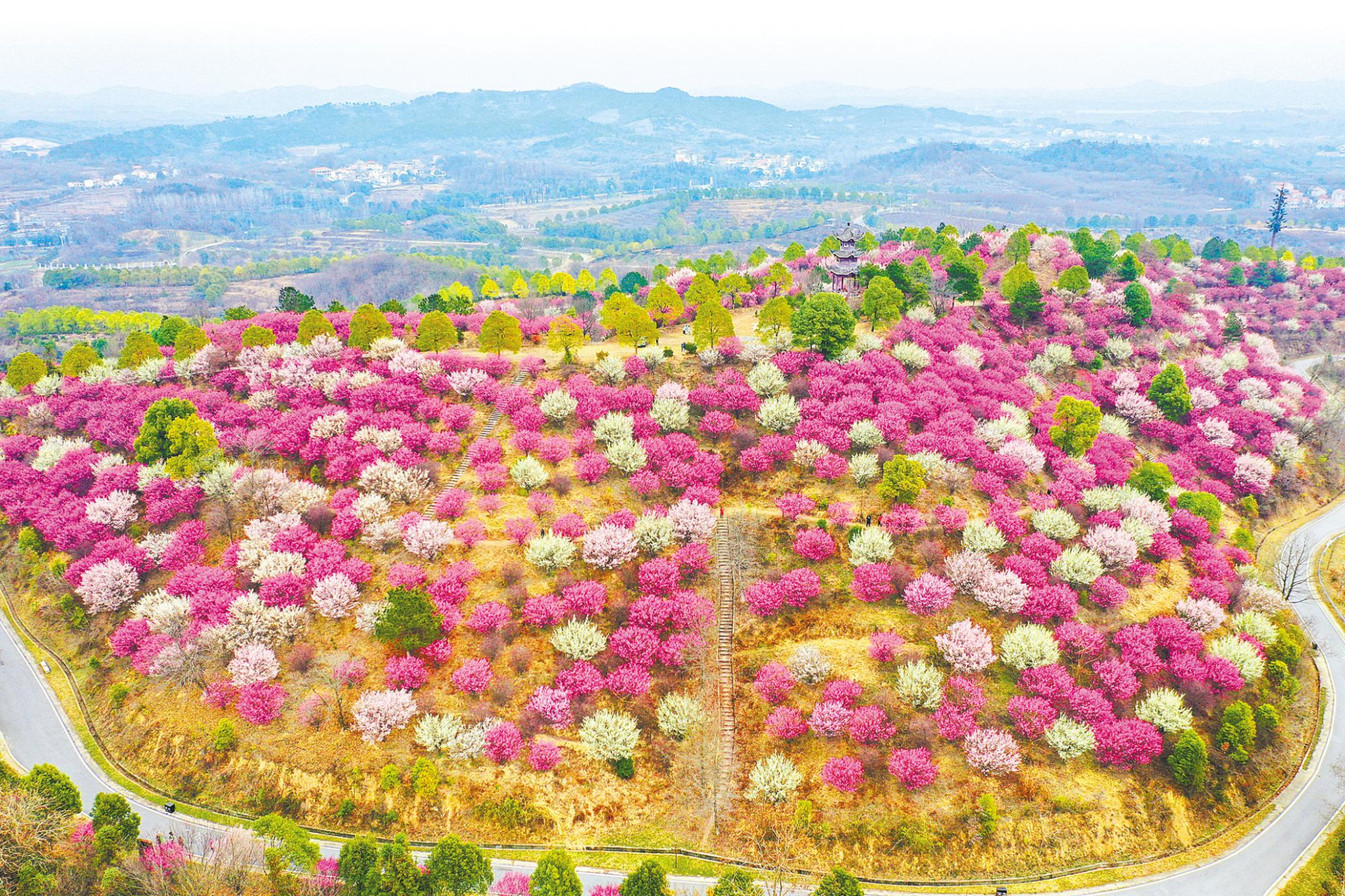 花满山坡迎客来