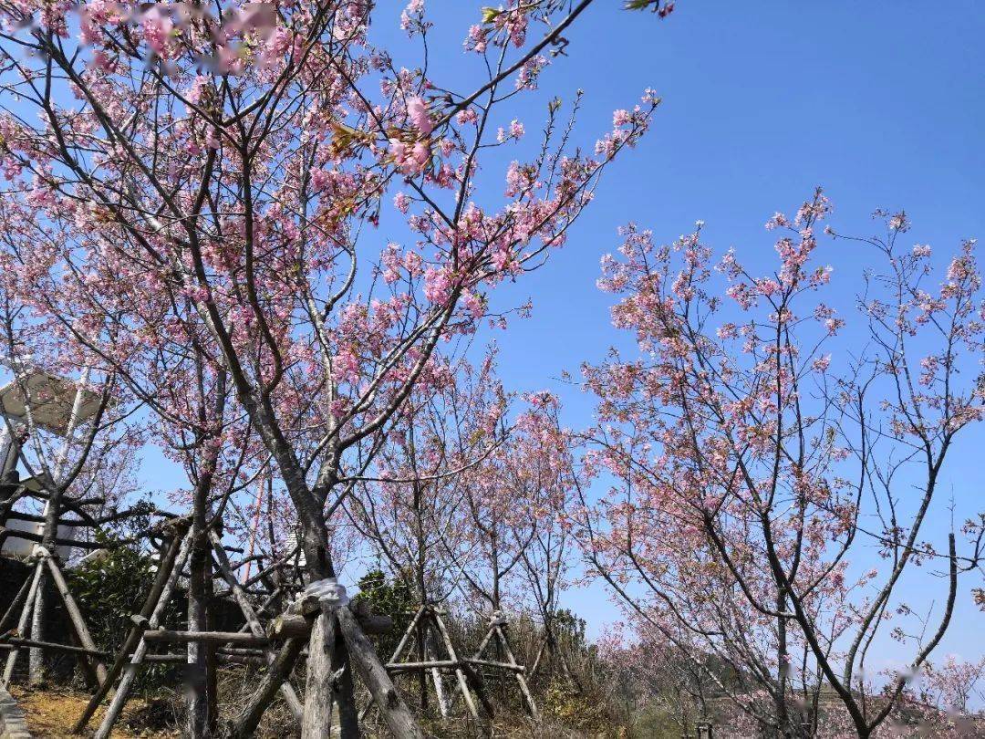 同安白交祠的大片樱花火热绽放正是踏青