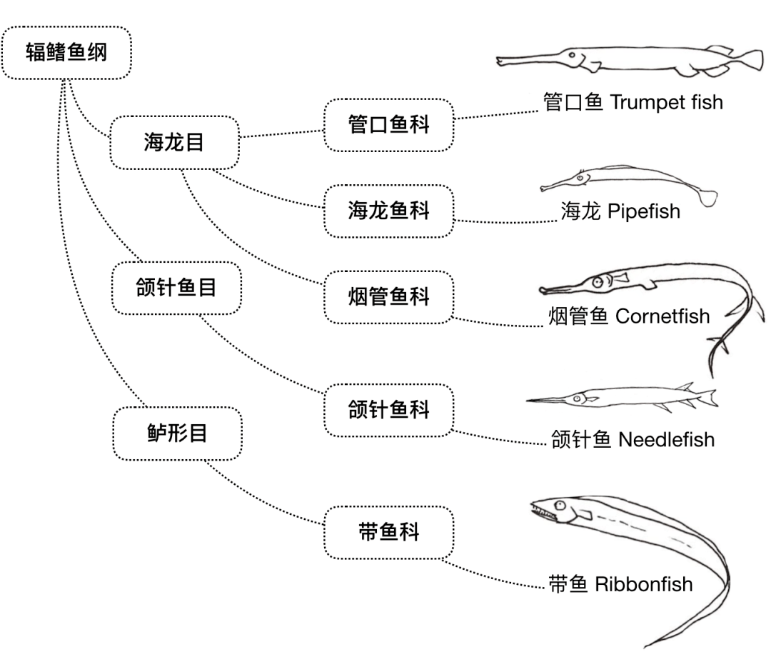 带鱼内部结构图图片