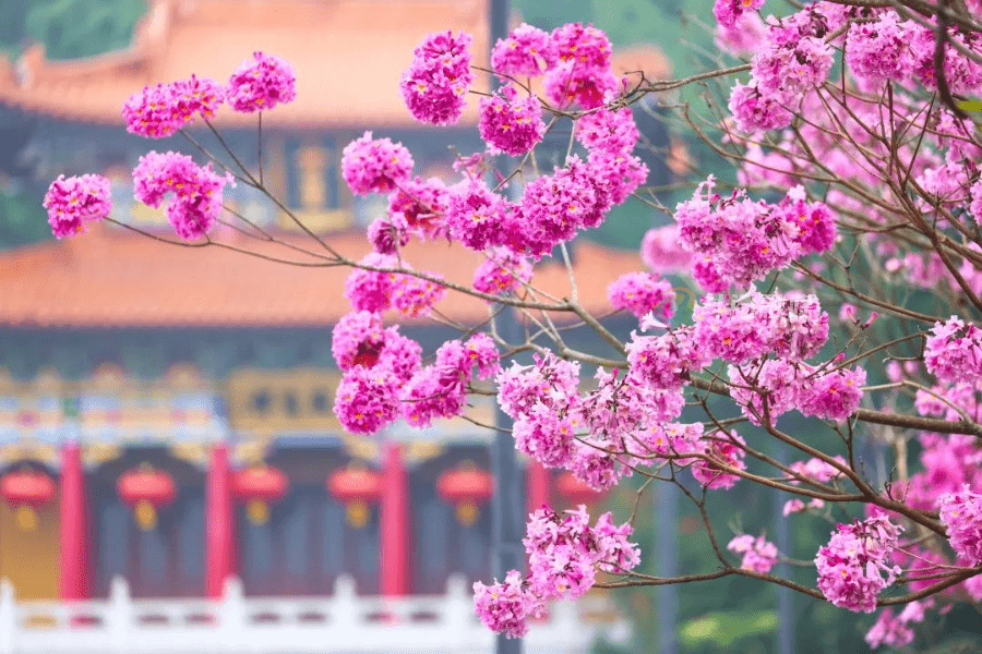 珠海赏花好去处图片