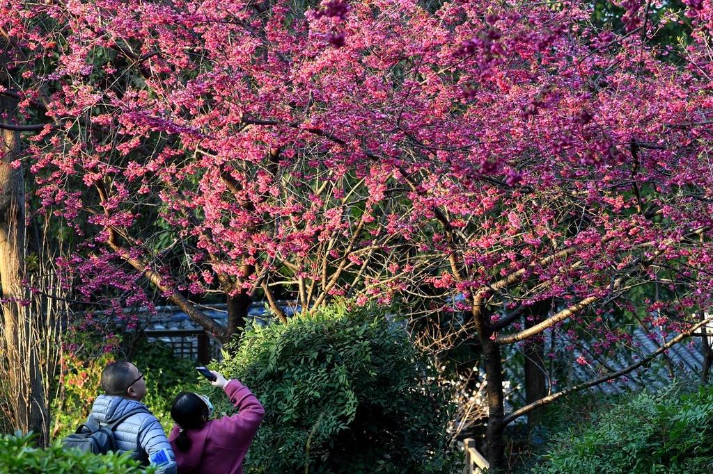 福建福州乌山进入最美赏花季_民众_景区_樱花