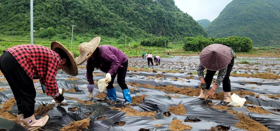 罗城县东门镇古耀村图片