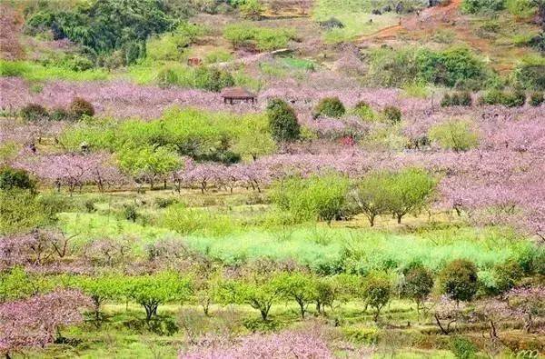 灌阳米竹山梨花图片