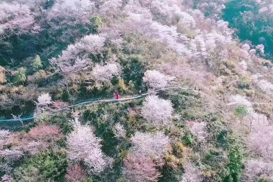 浮云岭野樱花轻徒步,呼吸山野~_活动_费用_行程