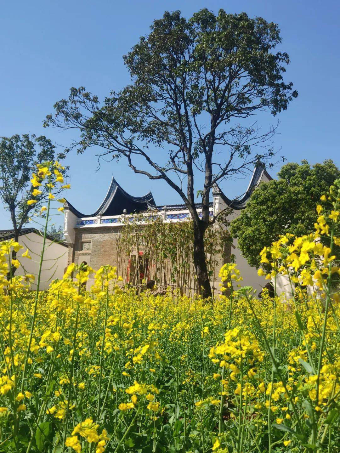 春日限定,梁厝就有最美油菜花海!_诗意_花田_福州
