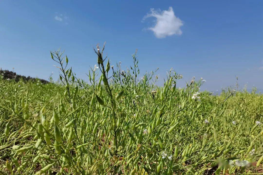 2月28日,记者在新安傣族乡龙茂山村看到,作为当地