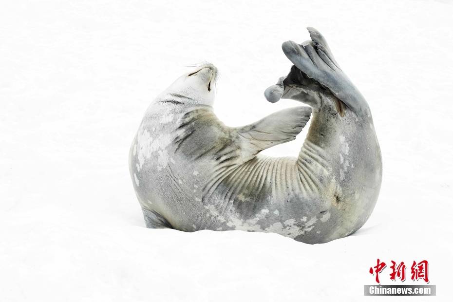 南极洲gonzalez videla基地,一只韦德尔海豹在做伸展运动,好似在练