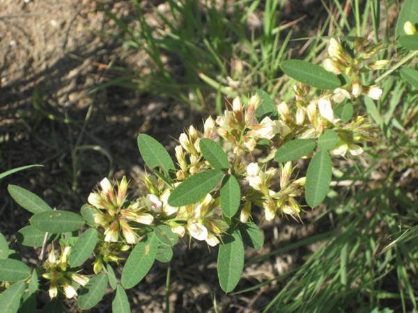 蓼子花（蓼子花图片） 第1张