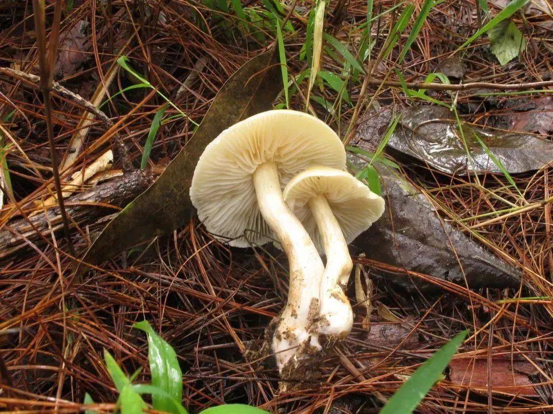 【食品安全】小心,皂味口蘑有点毒!_白色_kumm_中央