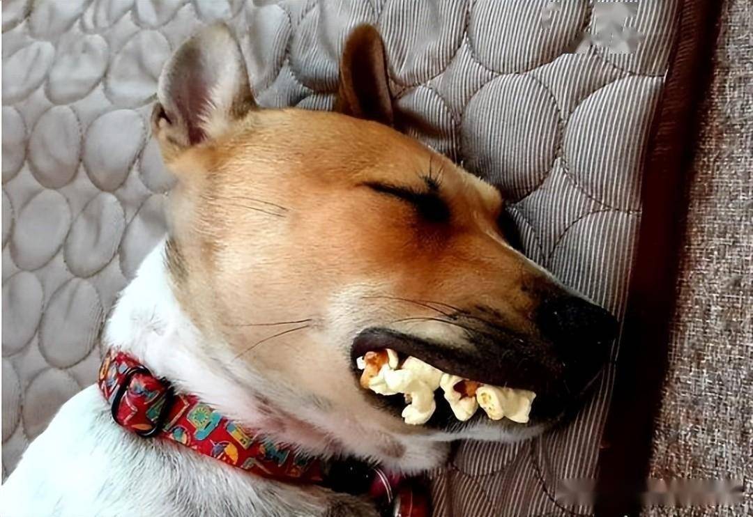 以为狗满嘴黄色龅牙,细看却笑喷,竟是被主人恶搞