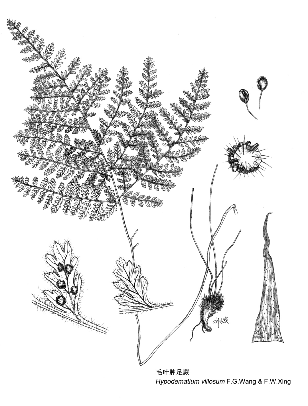 活动报名|墨默奉线 蕨盛千里——植物科学画墨线图创作体验