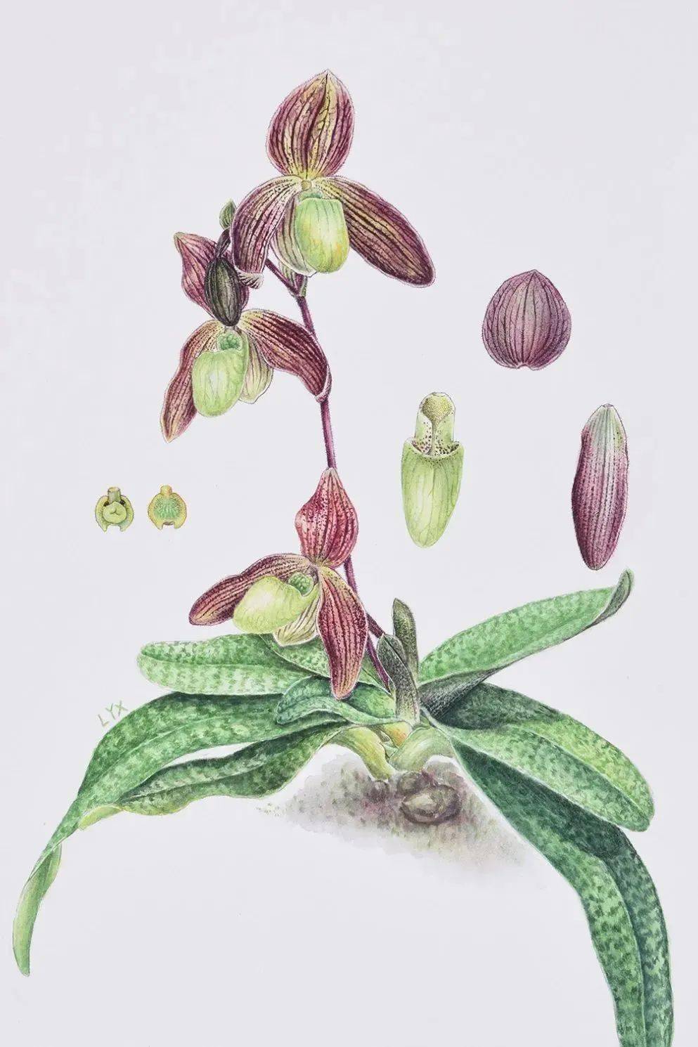 9cm中国科学院华南植物园,华南国家植物园藏鸡冠刺桐 erythrina