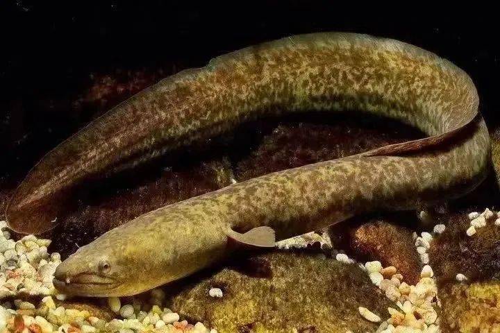 闽江流域已出现鱼类种类数量下降鱼类资源量下降等现象2017年闽江流域