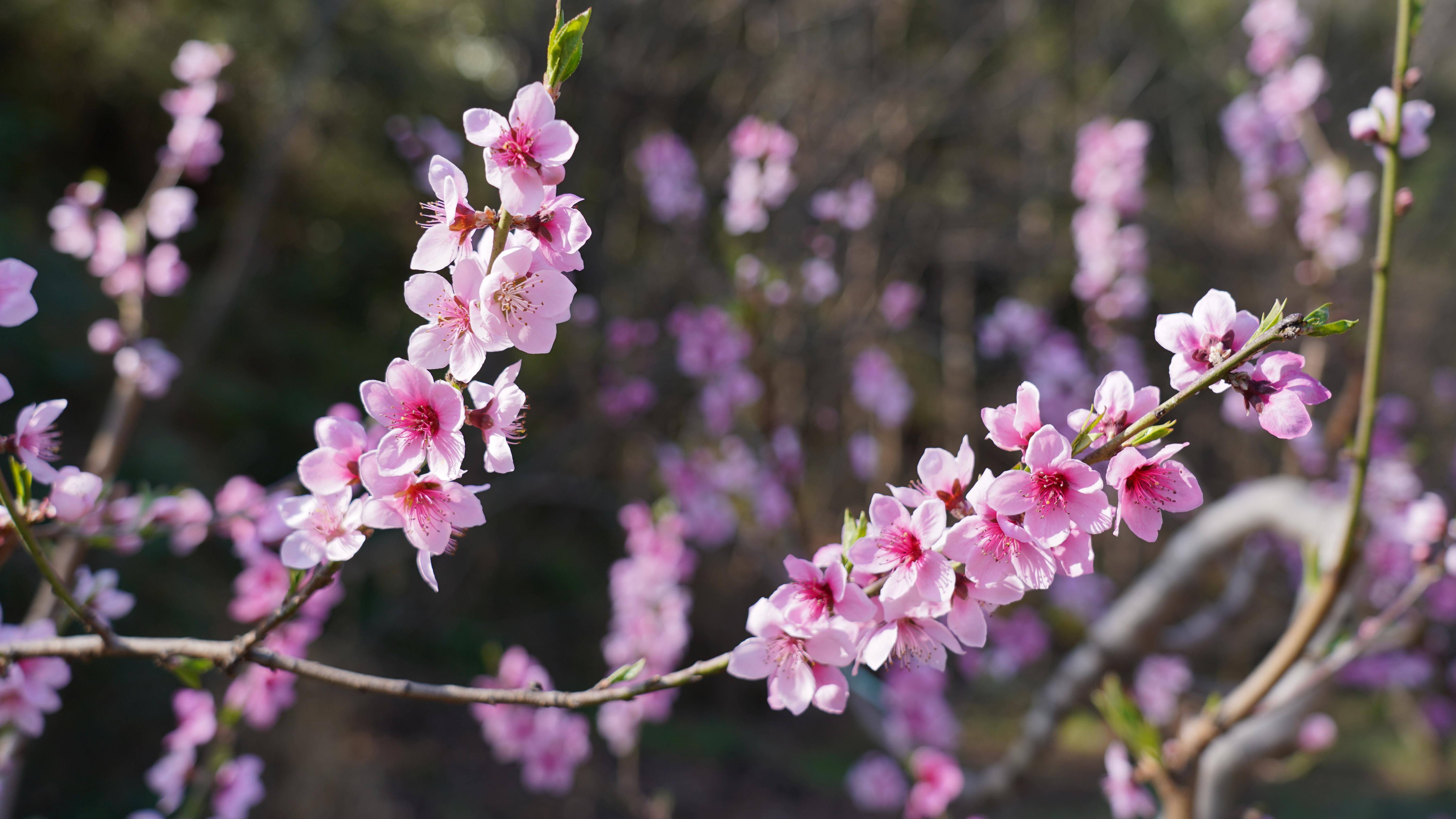 云南宾川:桃花灼灼开 灿若云霞来_报道员_松江_何春好