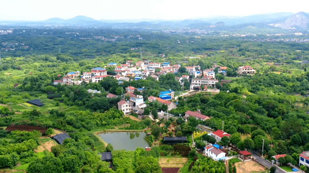 孝昌:3元桂花苗身价翻千倍 产业升级"院景"变"钱景"_苗木_李坤_周巷镇