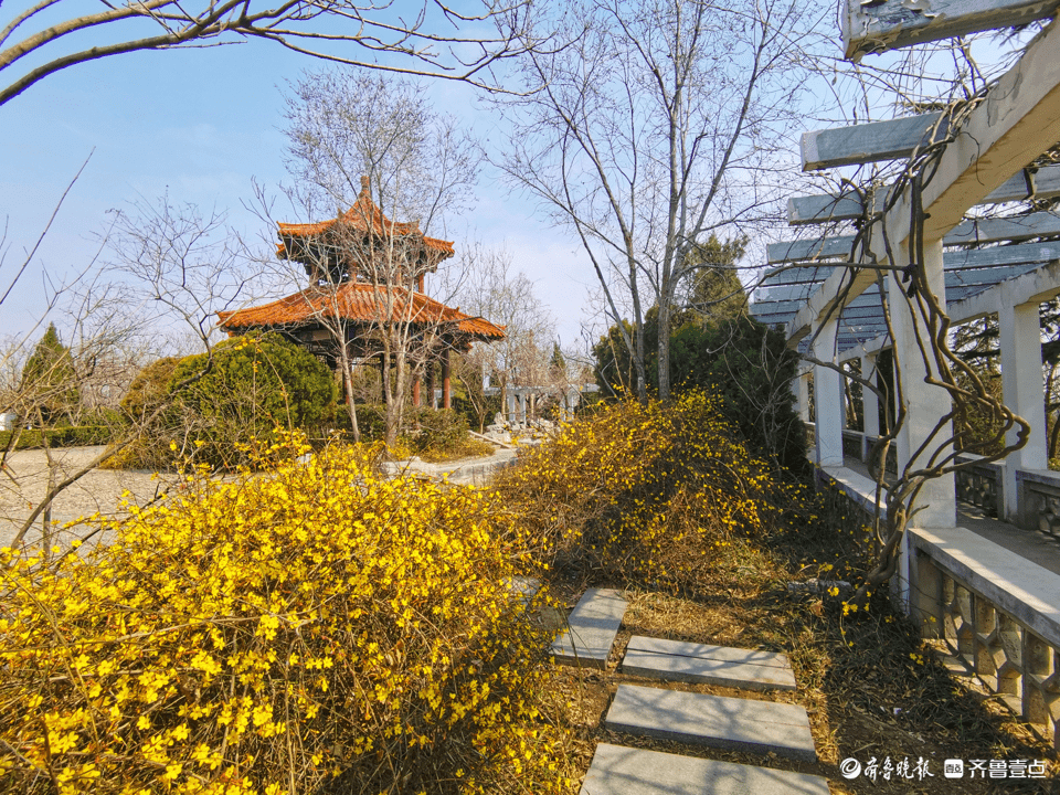 时光不语春意渐浓，迎春花开得正艳_济南