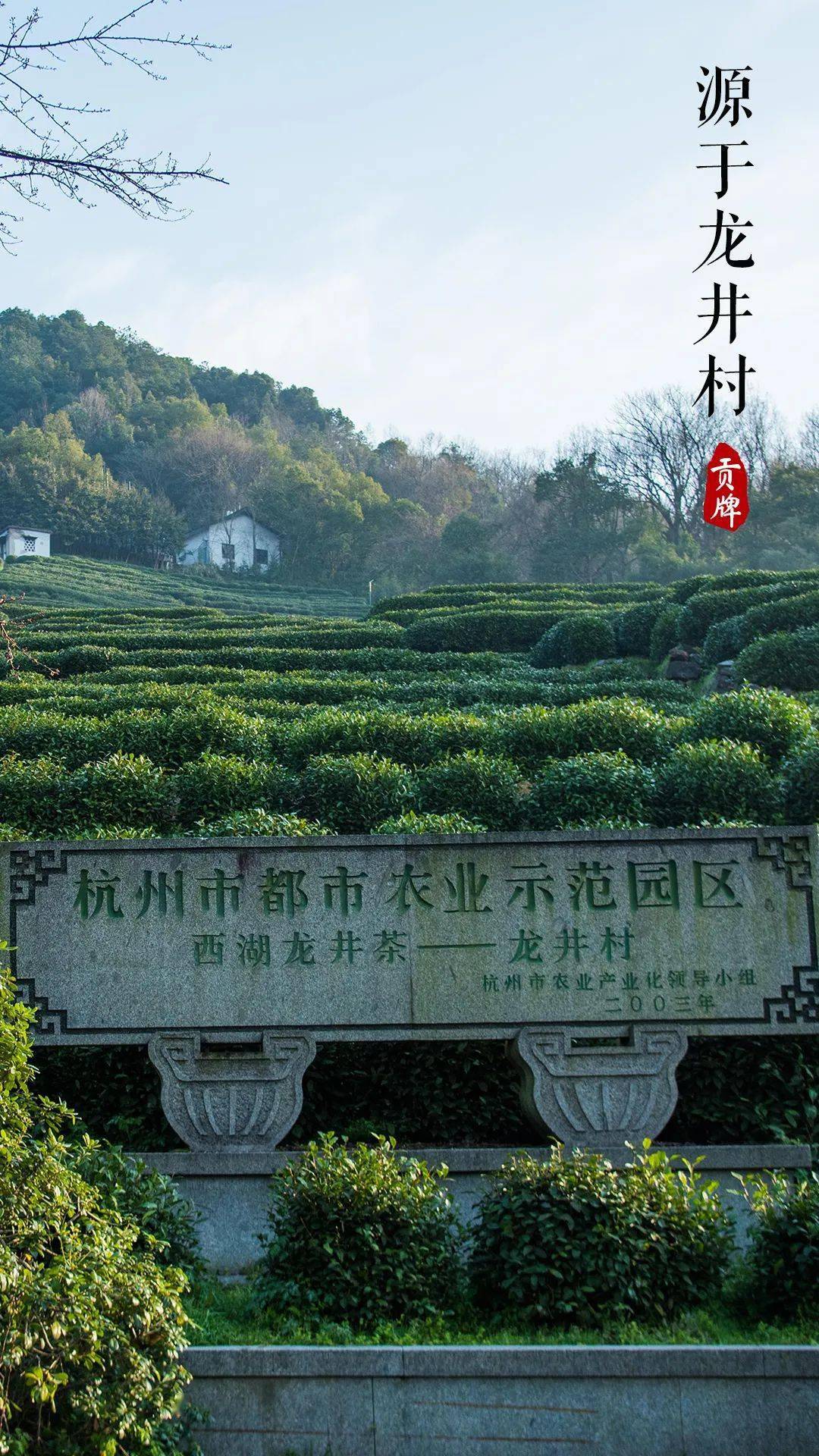 一杯明前西湖龍井,品茗杭州的春天~_獅峰_龍井村_產品