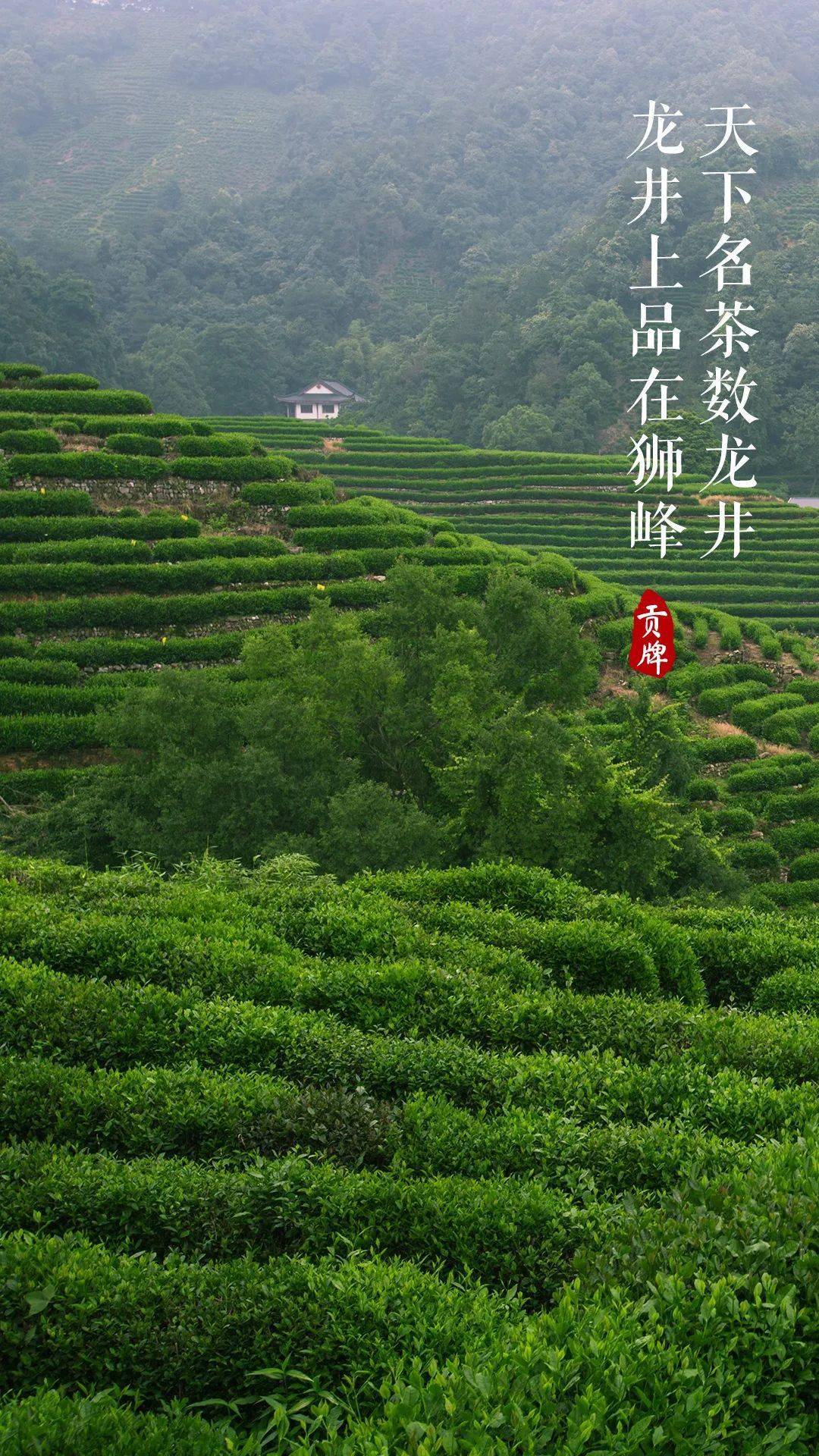 88元起,贡牌明前西湖龙井核心产区预售!